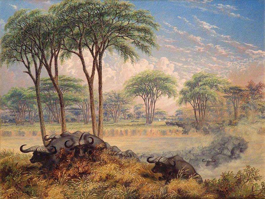 Herd of Buffalo Chased across the Macloutsie River